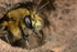 Anthophora  plumipes (m)