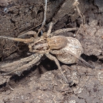 Wolf spider (Lycosa tarantula)