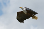 African Fish Eagle