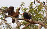Batteleur eagle is feeding his chick