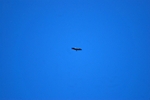 Spanish Imperial Eagle