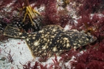 Platichthys flesus