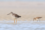 Greater Yellowlegs and Dunlin, Florida