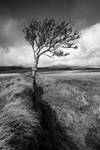 Life in a Barren Land