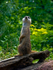 Meerkat - P1070325