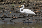 Great Egret along Sier...