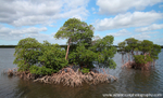 FLS001: Mangroves