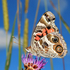In a Butterfly's  World: American Lady