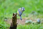 Blue Tit