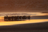King Penguin group at sunrise, Volunteer Point, East Falkland