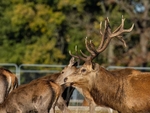 Red Deer