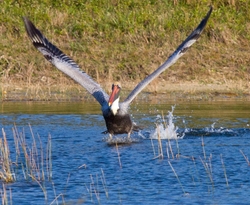  Pelicans _0024