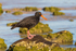 Sooty Oyster Catcher 1