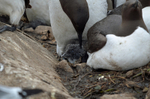 Common Guillemot chick