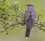 Female Cuckoo