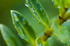 Flower - 9080