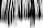 Tree - 0704 bw motion blur