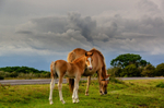 New Forest ponies - 2