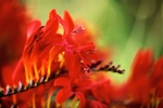 Crocosmia Lucifer