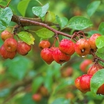Crab Apple Tree