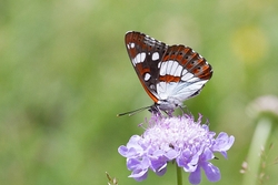 Southern White Admiral