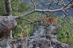 Bengal Tiger resting on rock, Bandhavgarh Reserve, India
