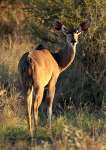 Lesser Kudu