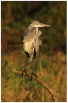 Grey Heron on Kingfisher Perch 2