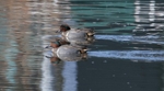 Green-winged Teal
