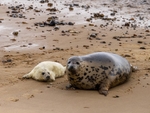 Atlantic Grey Seal