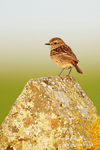 Stonechat F 240312-40b