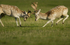 FALLOW DEER RUTTING ref fdr 12
