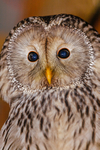 ural owl strix uralensis-0017