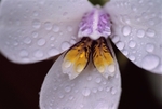 Diplarrhena Moraea