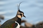 Lapwing