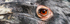 Hertfordshire Zoo 13Sep24-19