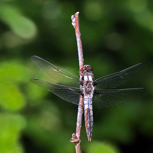 A Chalk-fronted Corporal