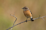 African Stonechat portfolio