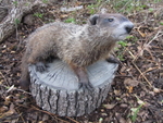 WOODCHUCK