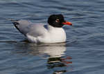 Mediterranean Gull 1