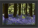 Carpet of Blue