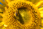 Sunflower Bee 23