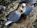 Kittiwakes