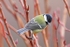 Great  Tit