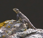 Star Agama (Lesvos)