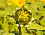 Sunflower Bud 1