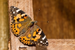 Painted Lady