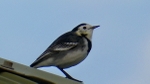 Pied Wagtail
