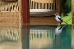 Oriental Magpie-Robin portfolio