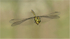 Golden-ringed dragonfly eating prey in flight